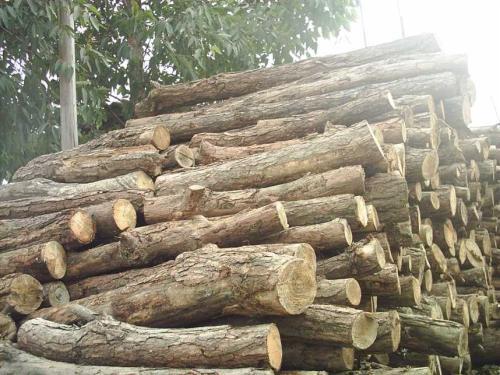 湖北种植桦木的情况