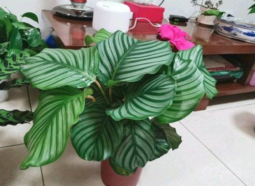 防范为主， 养护得当