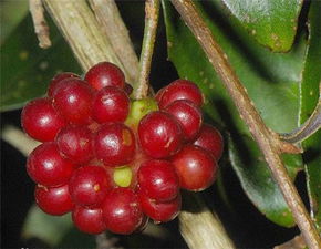 种子处理与播种