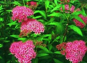 施肥，绣线菊的营养需求