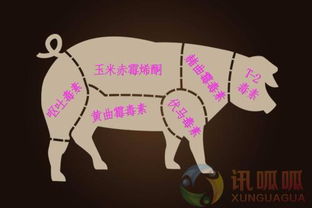 霉菌毒素致毒机制与家禽互作效应研究新进展