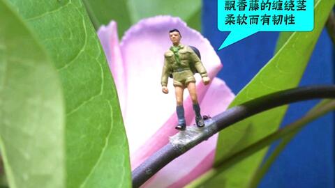 掌握养殖秘籍：双腺藤与飘香藤的区别及高效养殖技巧