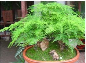 浇水不当， 文竹也会“感冒”