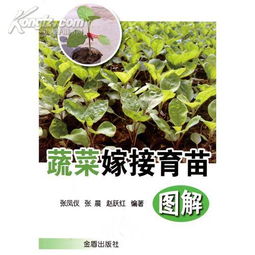 如何通过优化灌溉、施肥和病虫害防治等主要技术途径，有效应对光照、水分、土壤等关键因素，显著提高水稻产量？