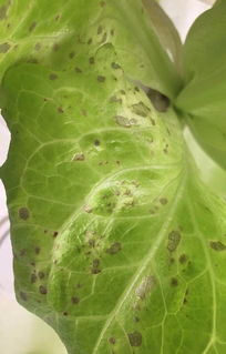 夏天来了种些啥叶子菜好呢？