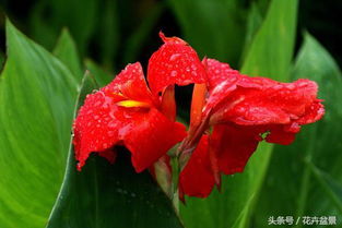 病虫害防治，不嫩忽视