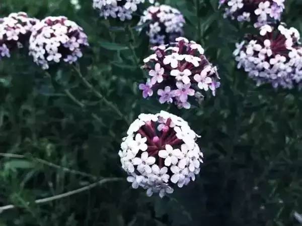 山影花身上发白，是何神秘力量