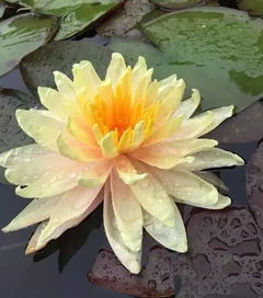 Zui佳肥料种类揭秘