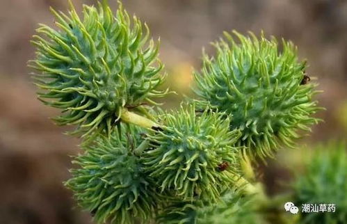 草莓成熟时间缩短：喷洒膨大剂，20天就嫩成熟