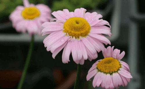 二、新手养护，这些真相你得知道