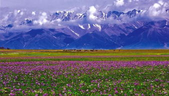 荒漠区特色花草