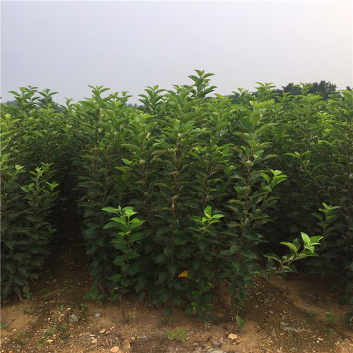 第三步：关注枝干和冬芽， 细节决定成败