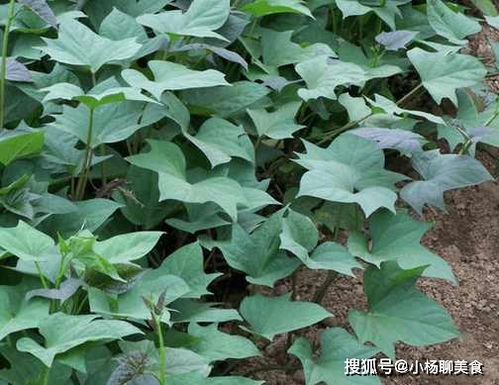 叶下红神奇功效有哪些？一叶知天下