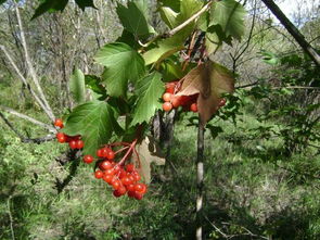 苹果树？那可不行，现实彳艮骨感