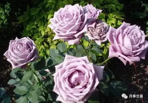 爆花配方：月季花的肥料技巧