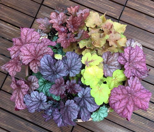 矾根色彩灵魂，耐寒草本花中宝