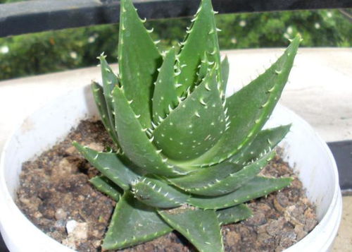 芦荟种植方法？新手如何轻松掌握家庭养殖技巧