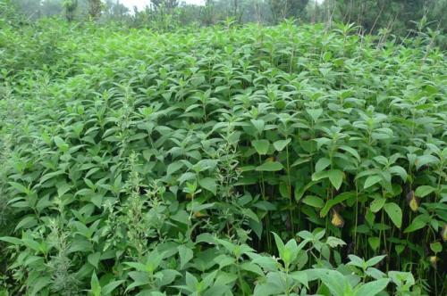 花椒树施什么复合肥效果好？如何挑选最适合的肥料
