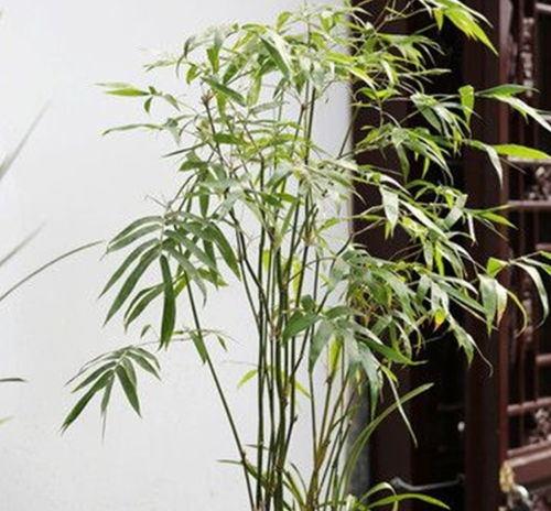 竹子去芯处理，如何避免发黄拆分