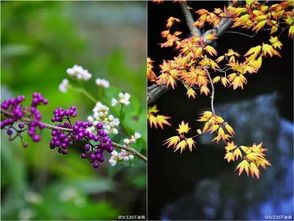 课本上的“寒冬腊月开黄花”