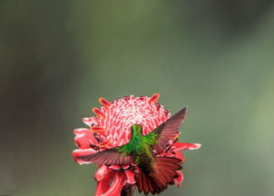 西洋鹃的花儿为什么那么美？