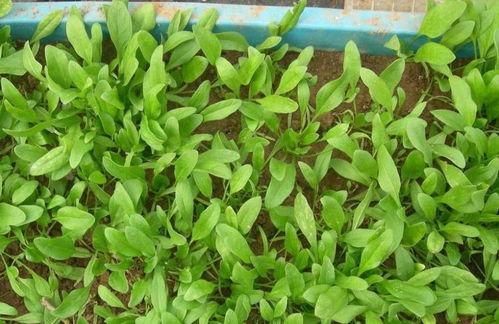 阳光充足， 菜苗才长得好