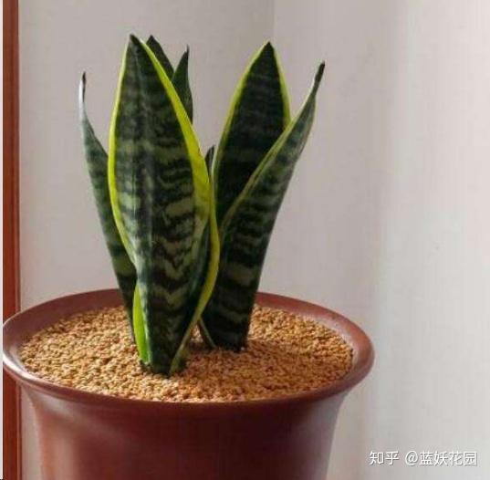 虎皮兰换盆的最佳时间是什么月份？什么时候换盆最合适