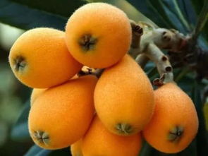 “枇杷品种排行，甜味首选！”