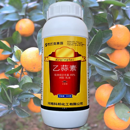 大蒜根腐病：难题还是机遇？