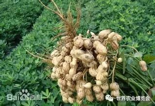 康花1号花生品种特点及种植技巧