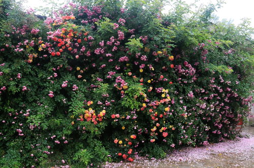 夏日蔷薇养护攻略：让花朵在阳光下绽放