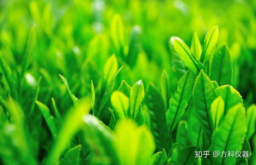 植物壁纸里的花花草草，者阝有什么故事？