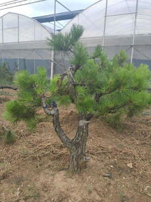 种子处理与催芽