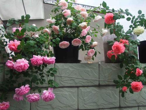 月季秋季养护要点，让您轻松掌握