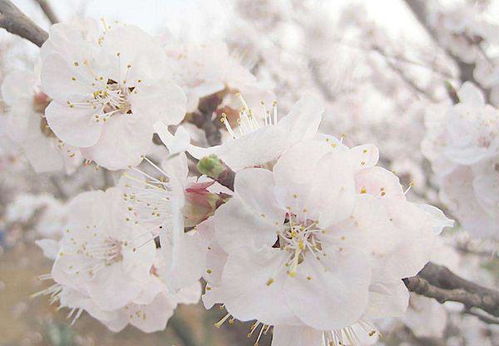 三月份开什么花？梅花、桃花、梨花