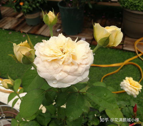 朱丽叶月季：居家美化的小秘密