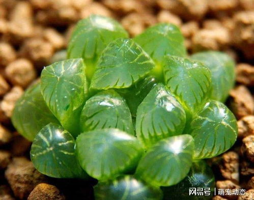 玉露夏天换盆对植物生长有影响吗？