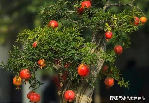 门前树木摆放，讲究数量寓意吉祥