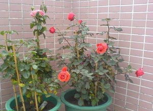 土壤的选择， 像选床铺一样重要