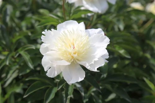 “花开心上，这朵花的花语能否代表我对你的暗恋之情