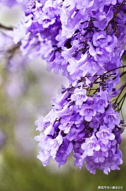夏天花开，如何让它的花语