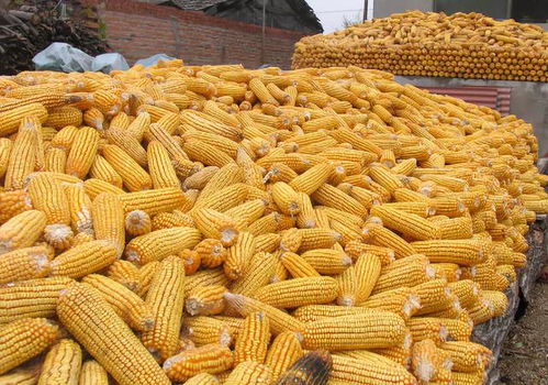 价格行情：玉米田除草剂多种多样