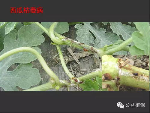 农药的效果，怎么样呢？