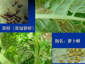 北美独行菜入侵我国，农业害虫