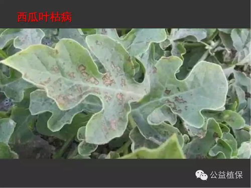 生物防治和农业防治