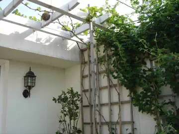 金叶佛甲草——耐热耐寒的绿植