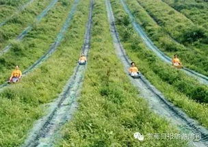 地温调控有学问