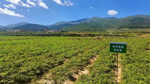 当归生产上的播种用量