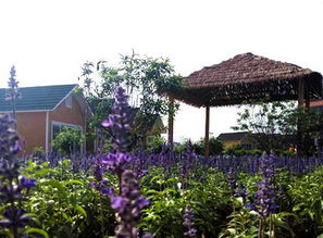 深圳百合，花卉小镇的绿色仙境