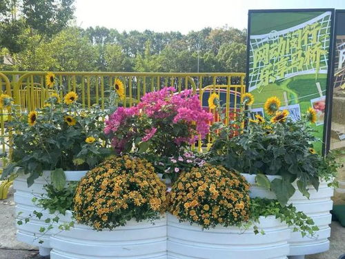 花坛应用与花卉配置